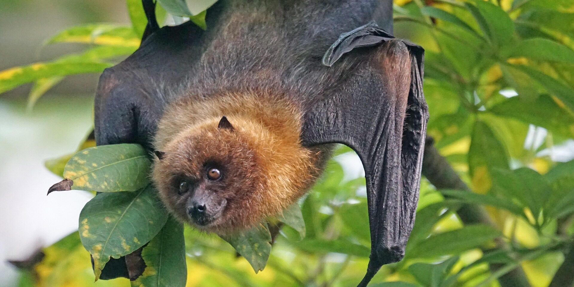 bat